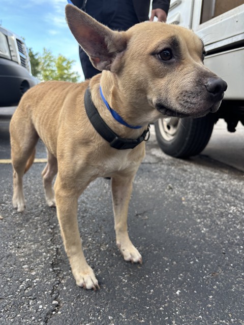 A481841, a Terrier (mix breed), available for adoption