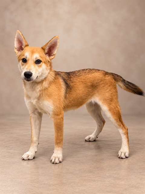 Tillie, a Husky, available for adoption