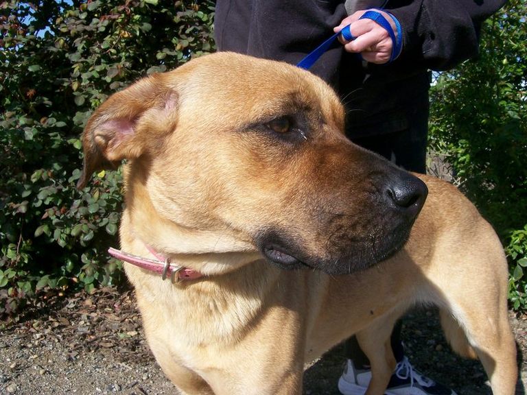 Other Photos of thie Dog
