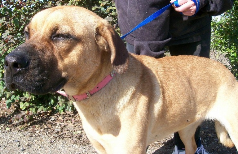 Other Photos of thie Dog
