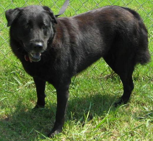 Other Photos of thie Dog
