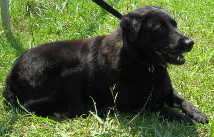 Other Photos of thie Dog