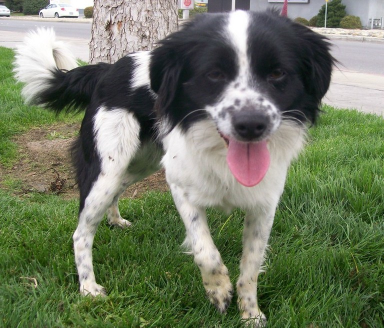 Other Photos of thie Dog