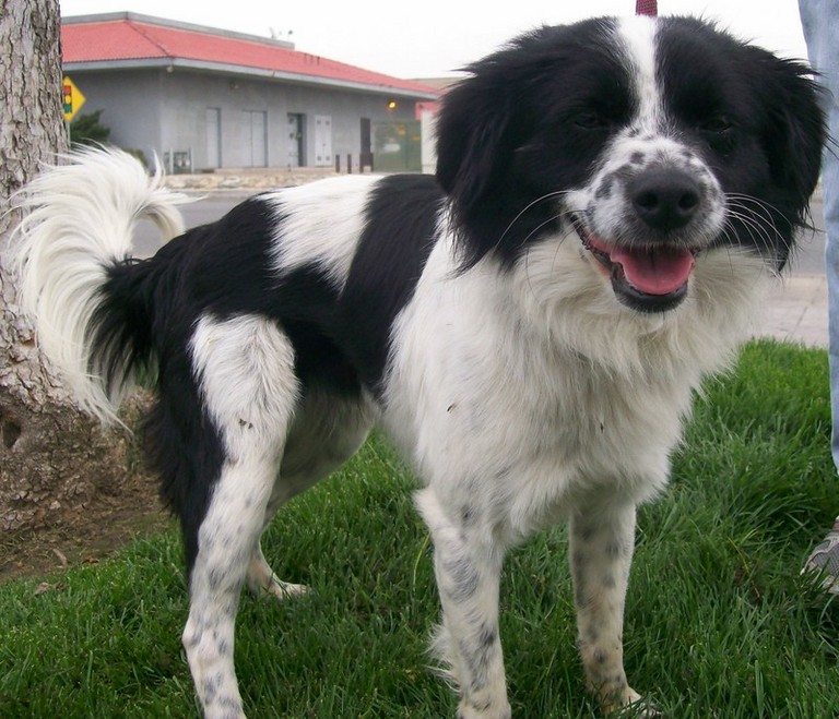 Other Photos of thie Dog