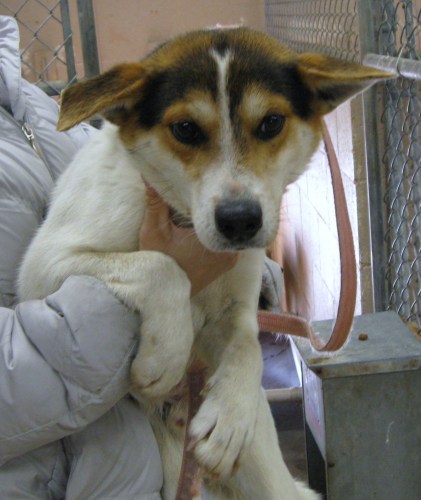 Main Photo of this Dog