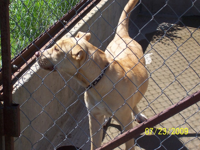 Other Photos of thie Dog