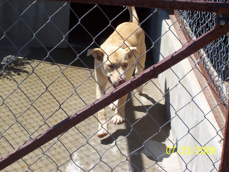Other Photos of thie Dog