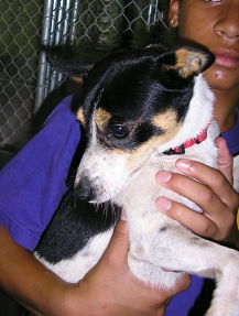 Other Photos of thie Dog