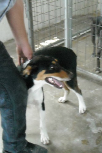 Other Photos of thie Dog