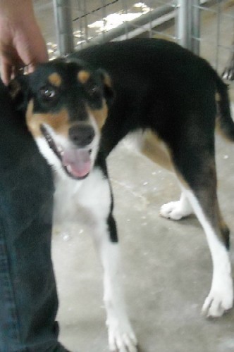 Other Photos of thie Dog