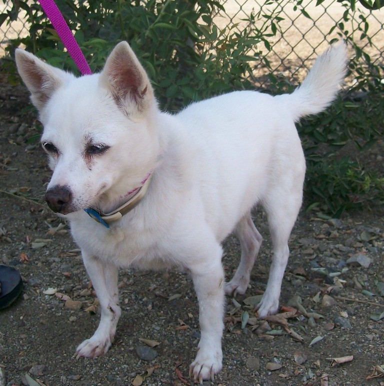 Other Photos of thie Dog