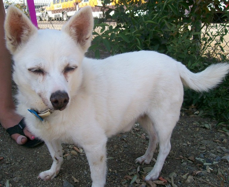 Other Photos of thie Dog