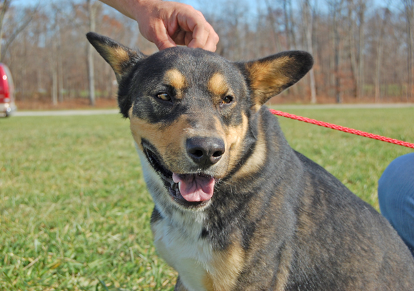 Other Photos of thie Dog