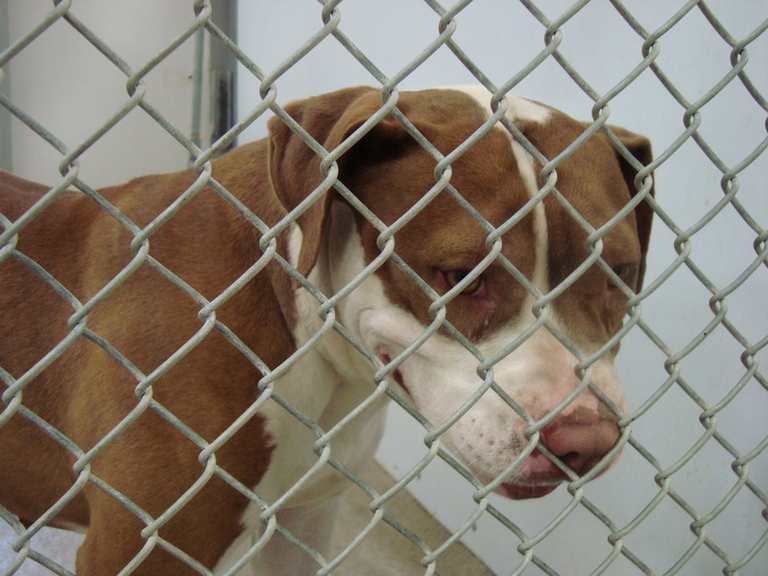 Other Photos of thie Dog