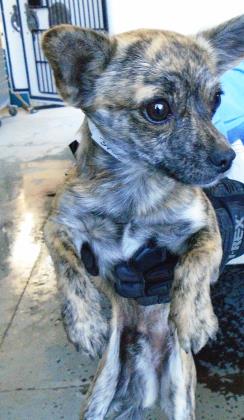 animal breeder elpaso il animal breeder elpaso il