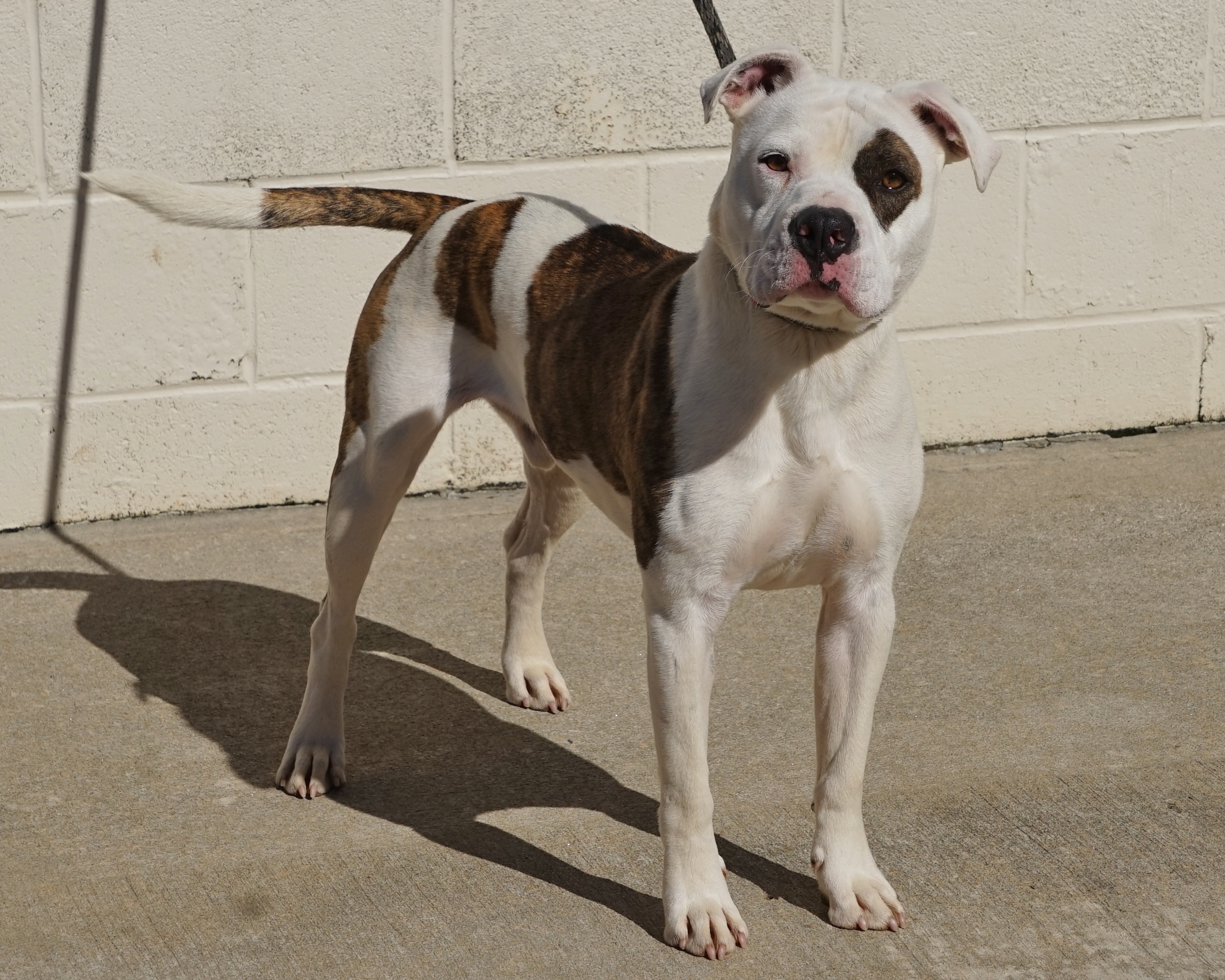 Other Photos of thie Dog