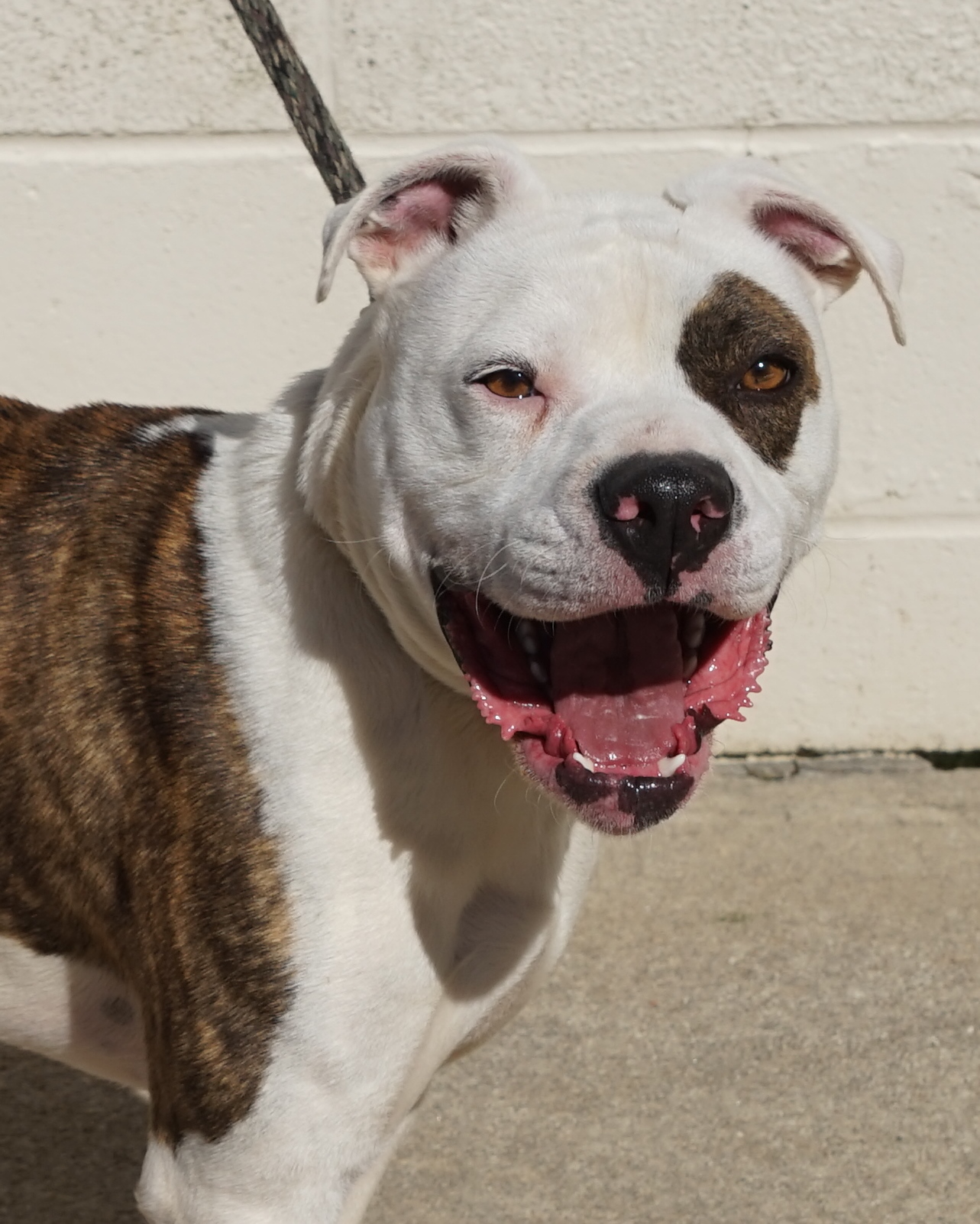 Other Photos of thie Dog