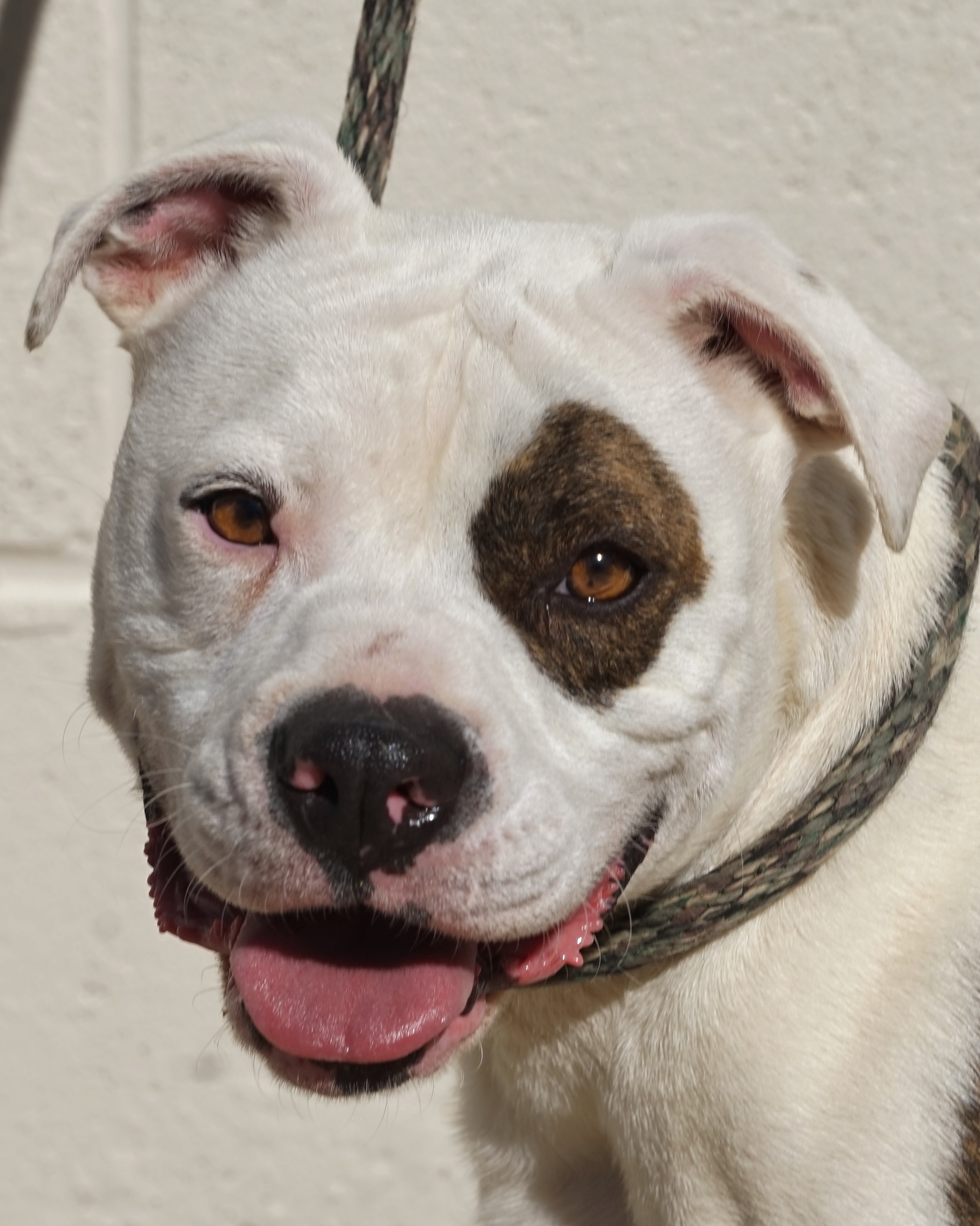 Other Photos of thie Dog