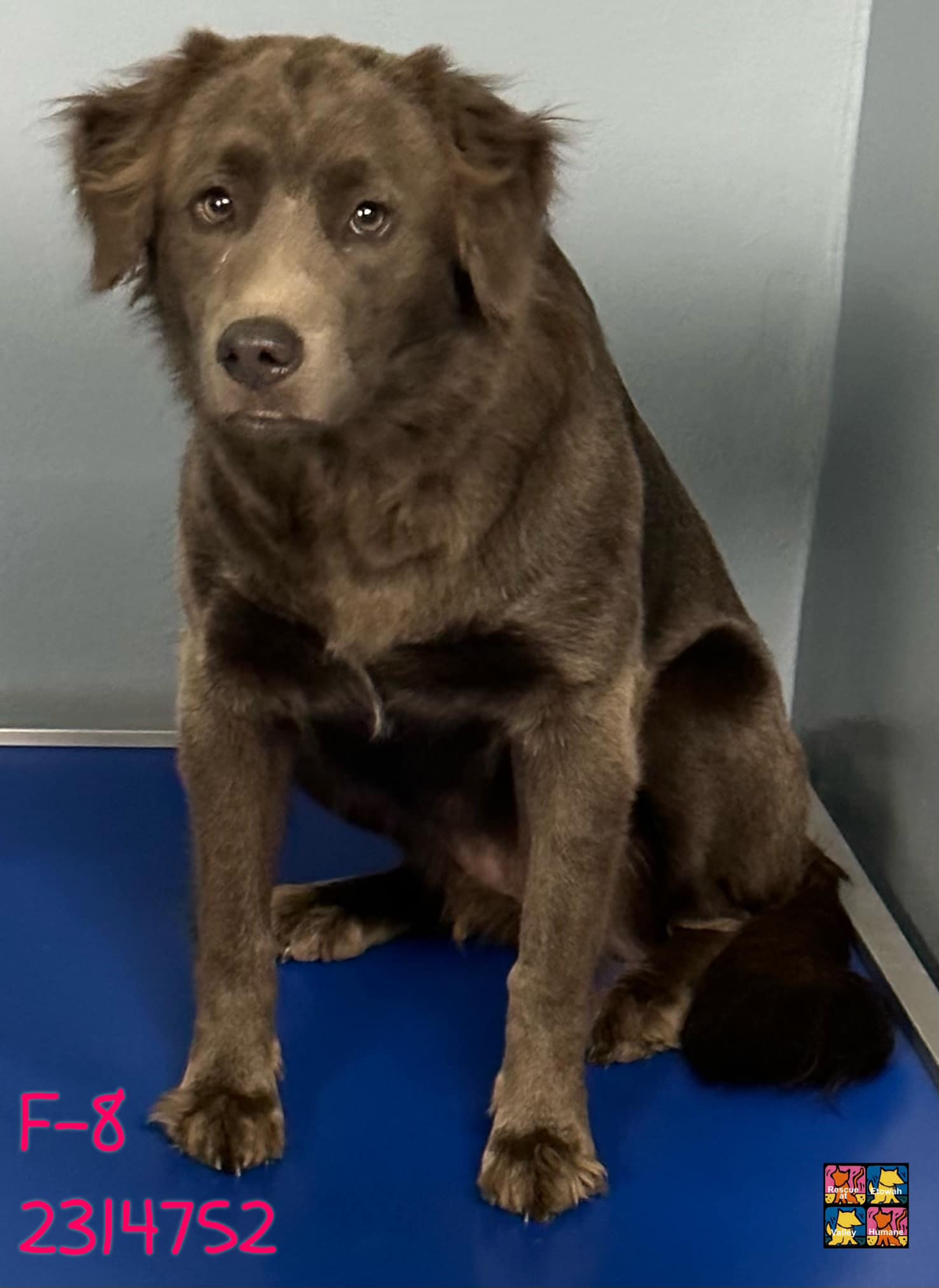 Main Photo of this Dog