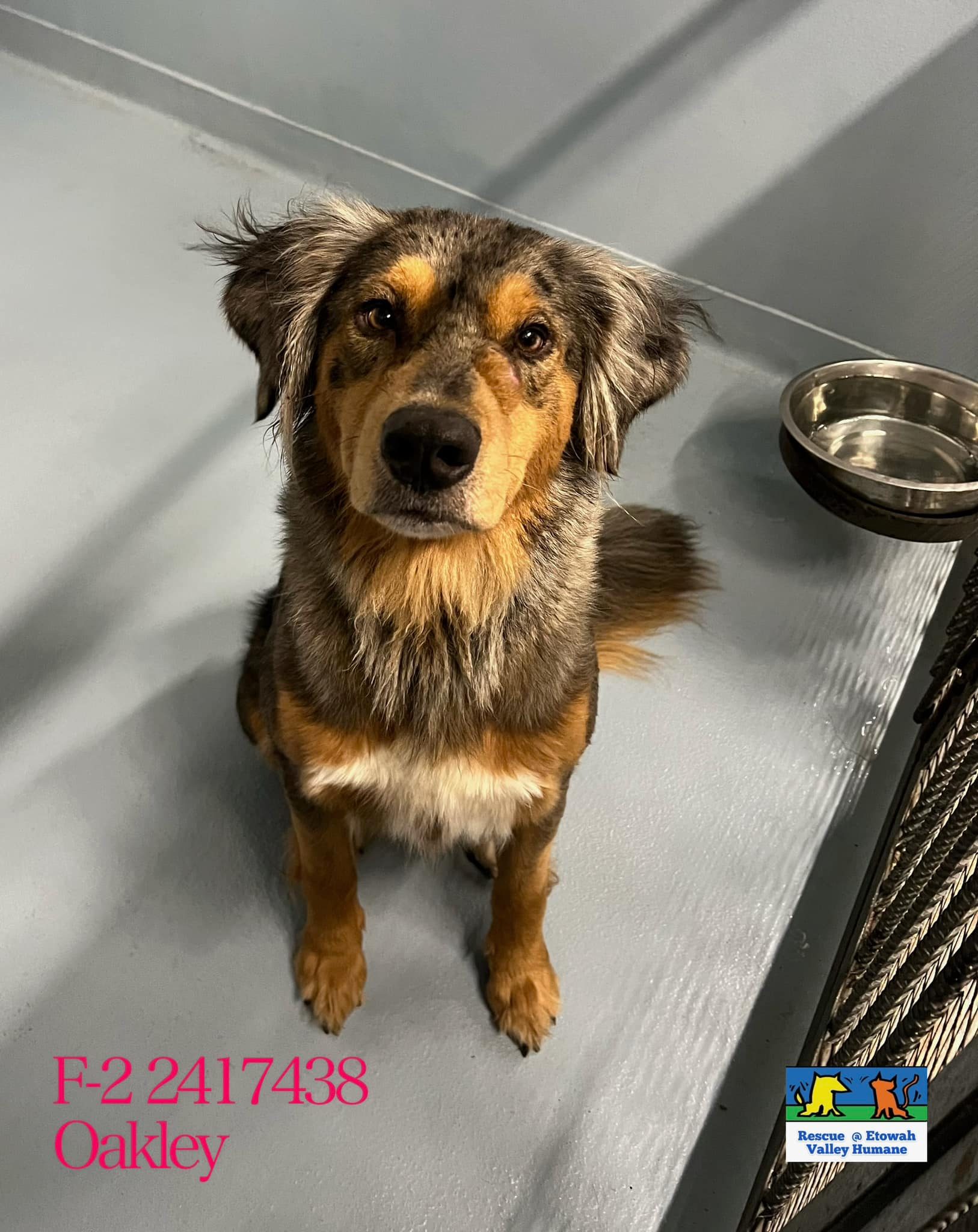 Main Photo of this Dog