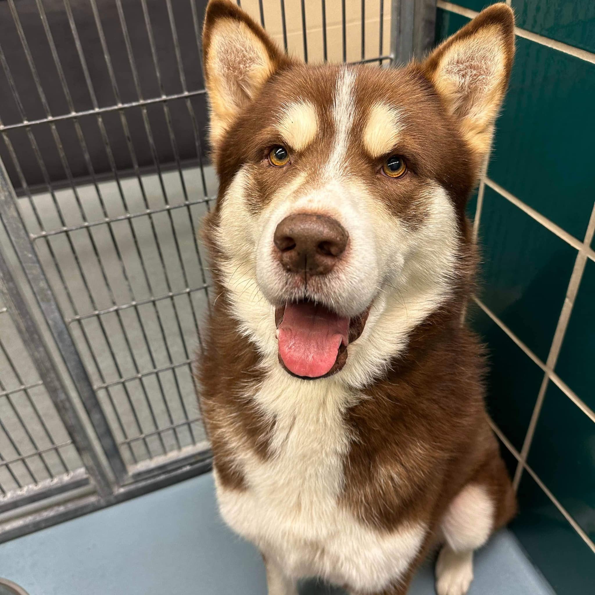Main Photo of this Dog