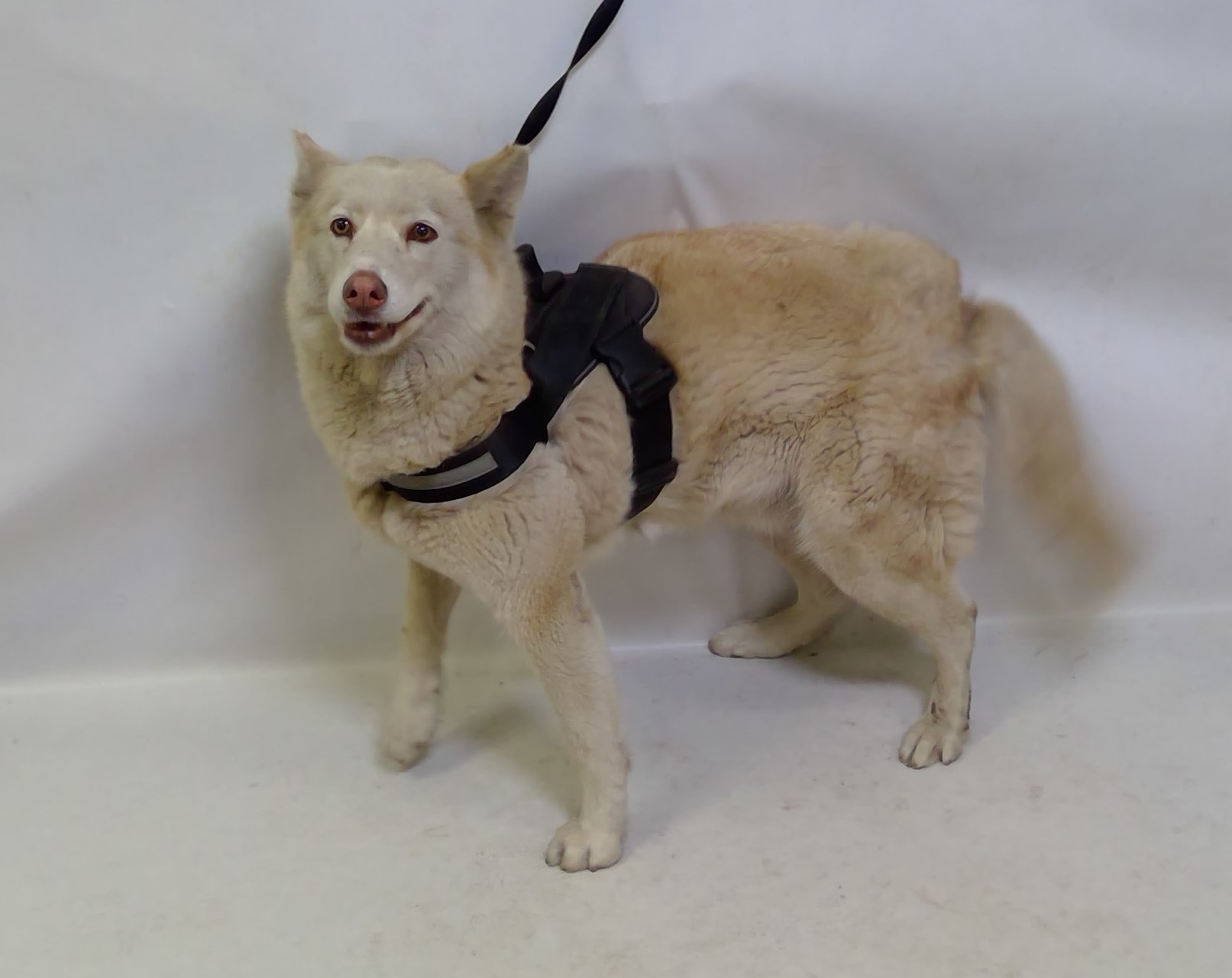 Main Photo of this Dog
