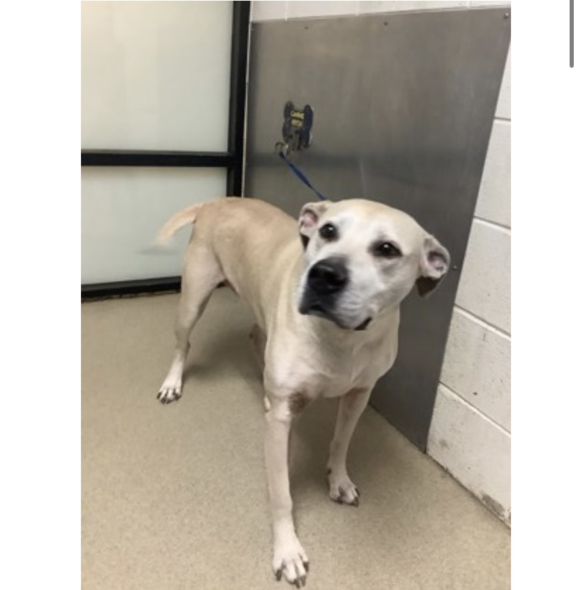Other Photos of thie Dog