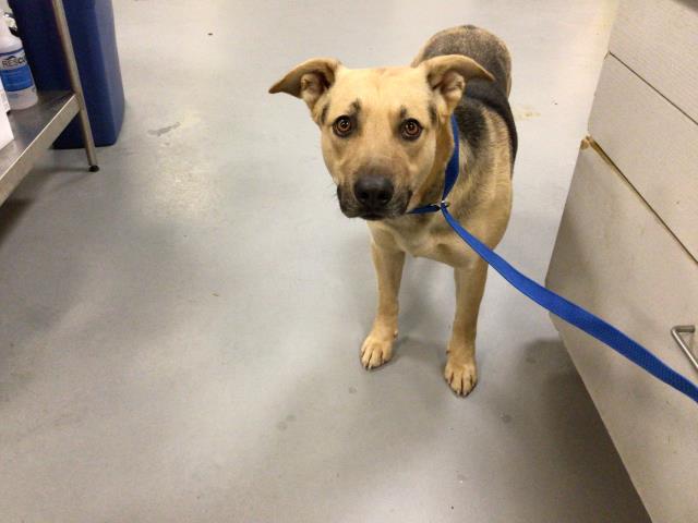 Main Photo of this Dog