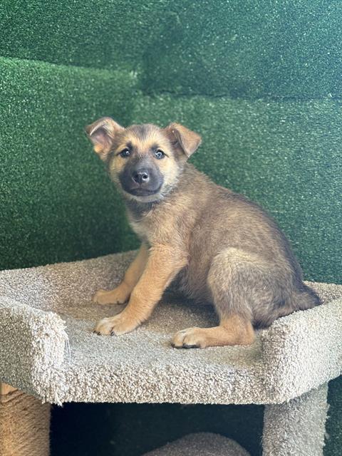 Main Photo of this Dog