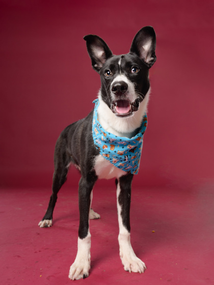 Rico8, a Terrier, available for adoption