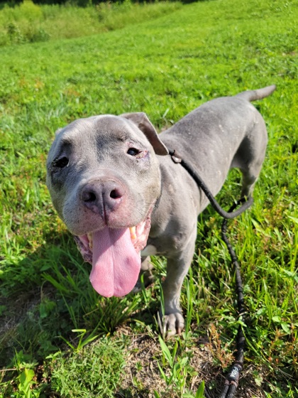 Bosley, a Pit Bull Terrier, available for adoption