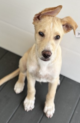 Miguel, a Labrador Retriever (mix breed), available for adoption