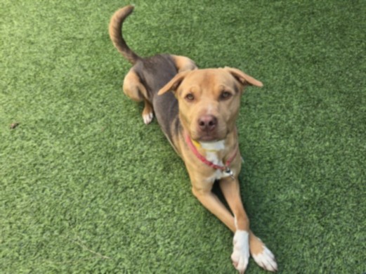 Mellow, a Labrador Retriever, available for adoption