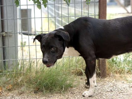 Other Photos of thie Dog