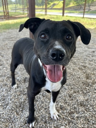 Magpie, a Pit Bull Terrier, available for adoption