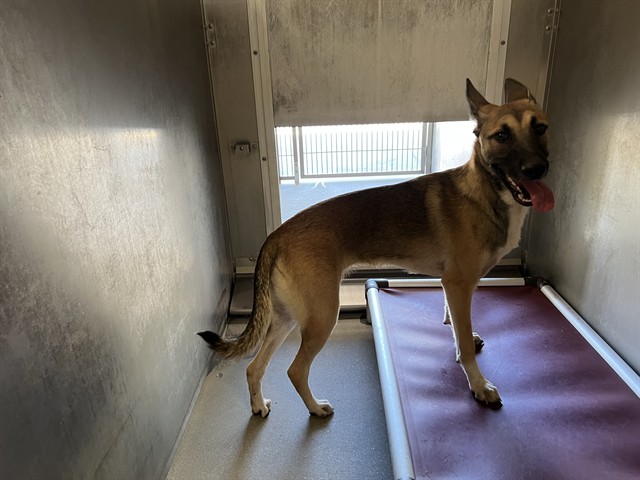 Zena, a German Shepherd, available for adoption