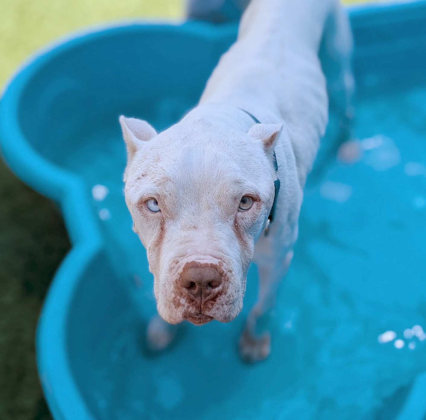 Tbone, a American Staffordshire Terrier, available for adoption