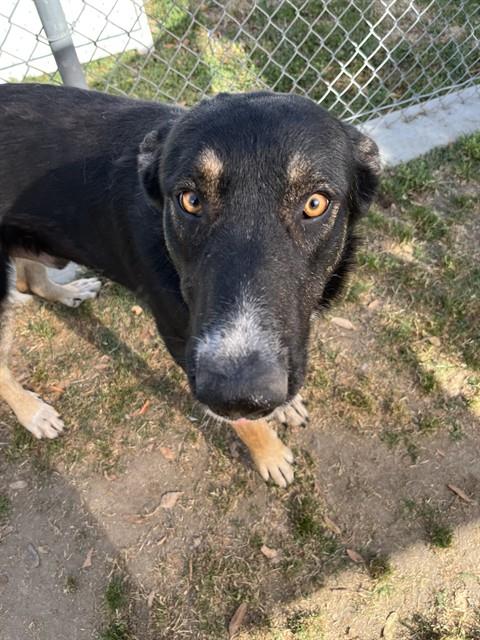 Bee, a German Shepherd, available for adoption