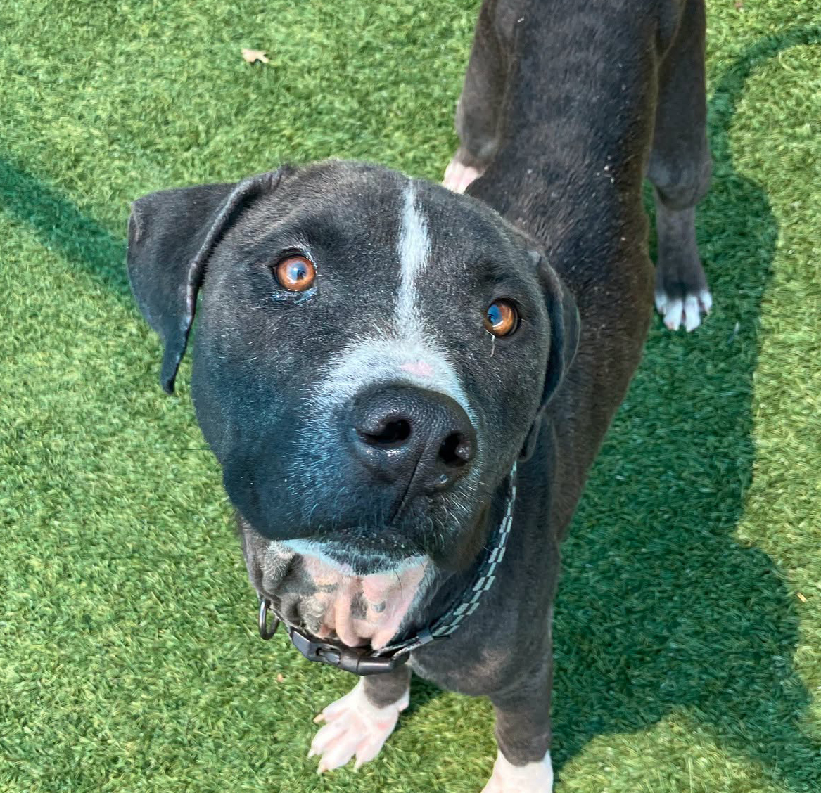Herring, a Pit Bull Terrier, available for adoption