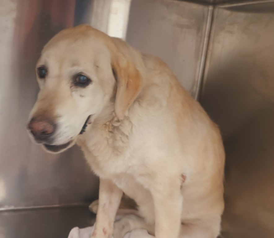 Summer, a Labrador Retriever, available for adoption