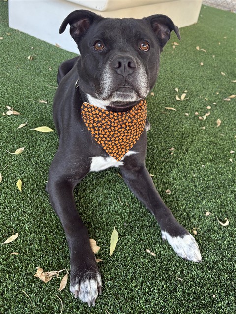 Loki, a Pit Bull Terrier, available for adoption