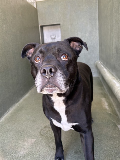 Loki, a Pit Bull Terrier, available for adoption