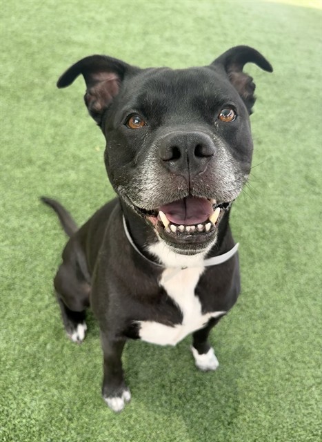 Adoptable pet photo