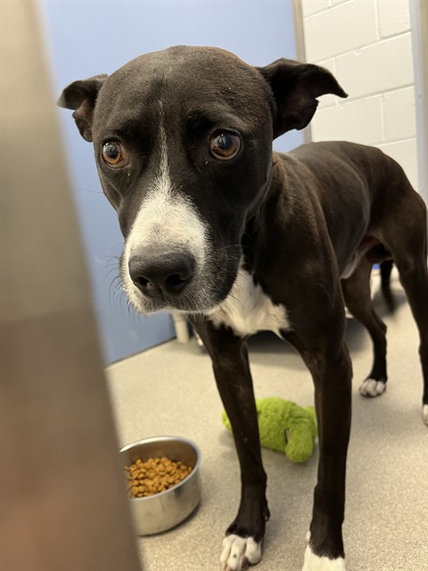 Jerry, a Border Collie (mix breed), available for adoption