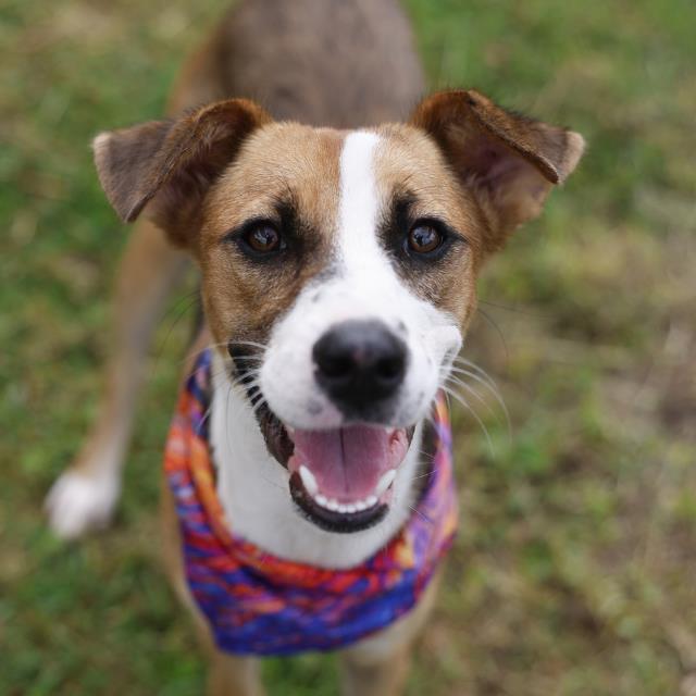 Poppy, a Pointer (mix breed), available for adoption