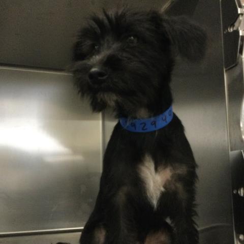Malcolm, a Terrier, available for adoption