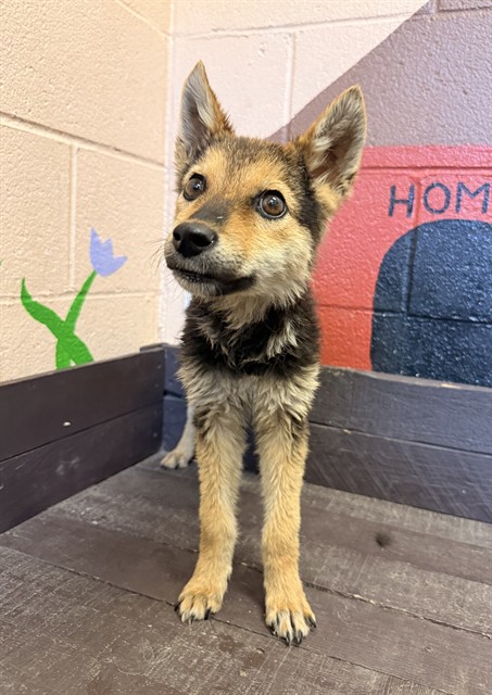 Darla, a German Shepherd, available for adoption