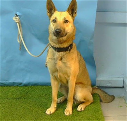 A5792585, a German Shepherd, available for adoption