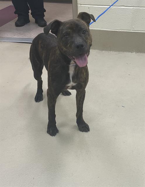 Chuck, a Pit Bull Terrier (mix breed), available for adoption