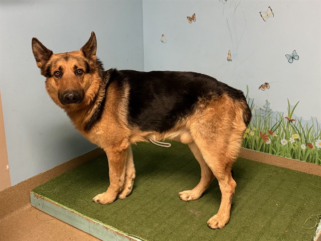 A5792867, a German Shepherd, available for adoption